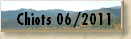Chiots 06/2011