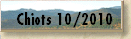 Chiots 10/2010